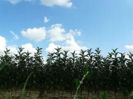 مشتل أشجار الفاكهة: أشجار التفاح والكمثرى والخوخ والكرز والكرز والمشمش والخوخ 05